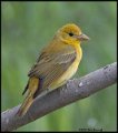 _B216262 summer tanager female